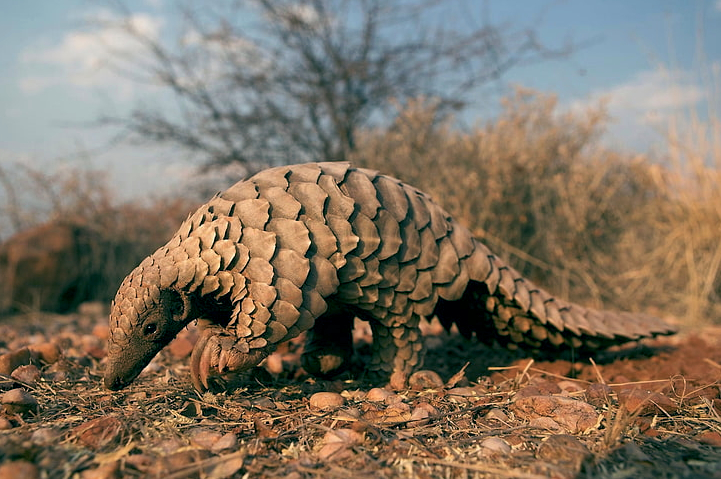 The Pangolin: One of the Strangest Animals Known to Humans