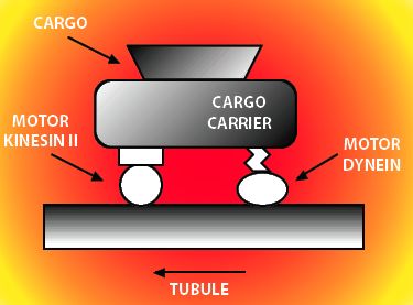 cargo_car