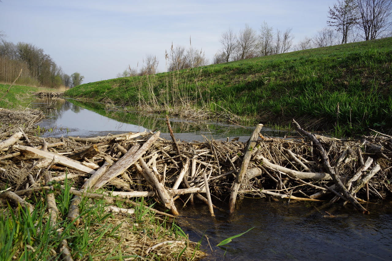 Entenlacke, Danube Riverside Forest, Saxen, Upper Austria, Austria