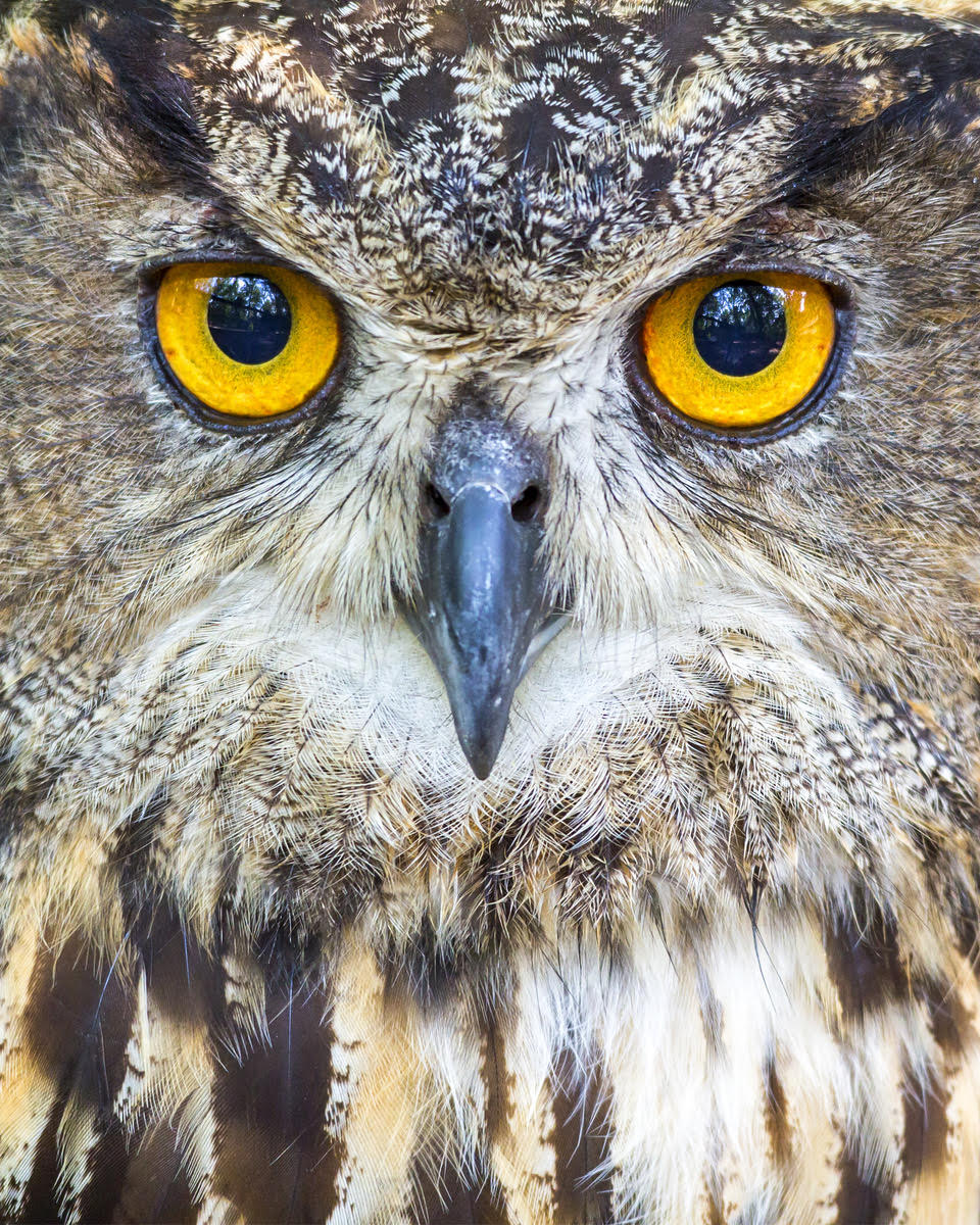 The Miracle of Owls: The Bird That Should Not Exist
