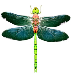 Dragonflies: Fancy Catchers