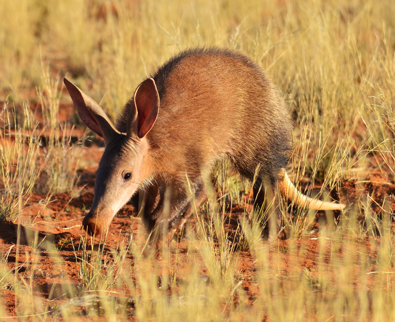 Aardvarks: Very Strange Mixed up Animals