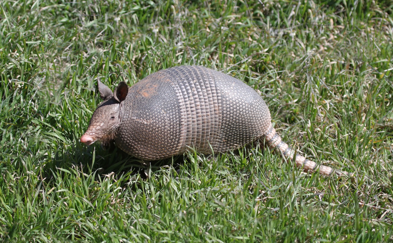 Armadillos Give Evolution Big Problems