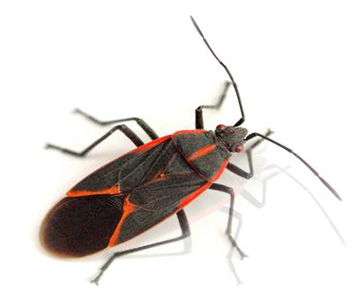 The Wonder of Boxelder Bugs