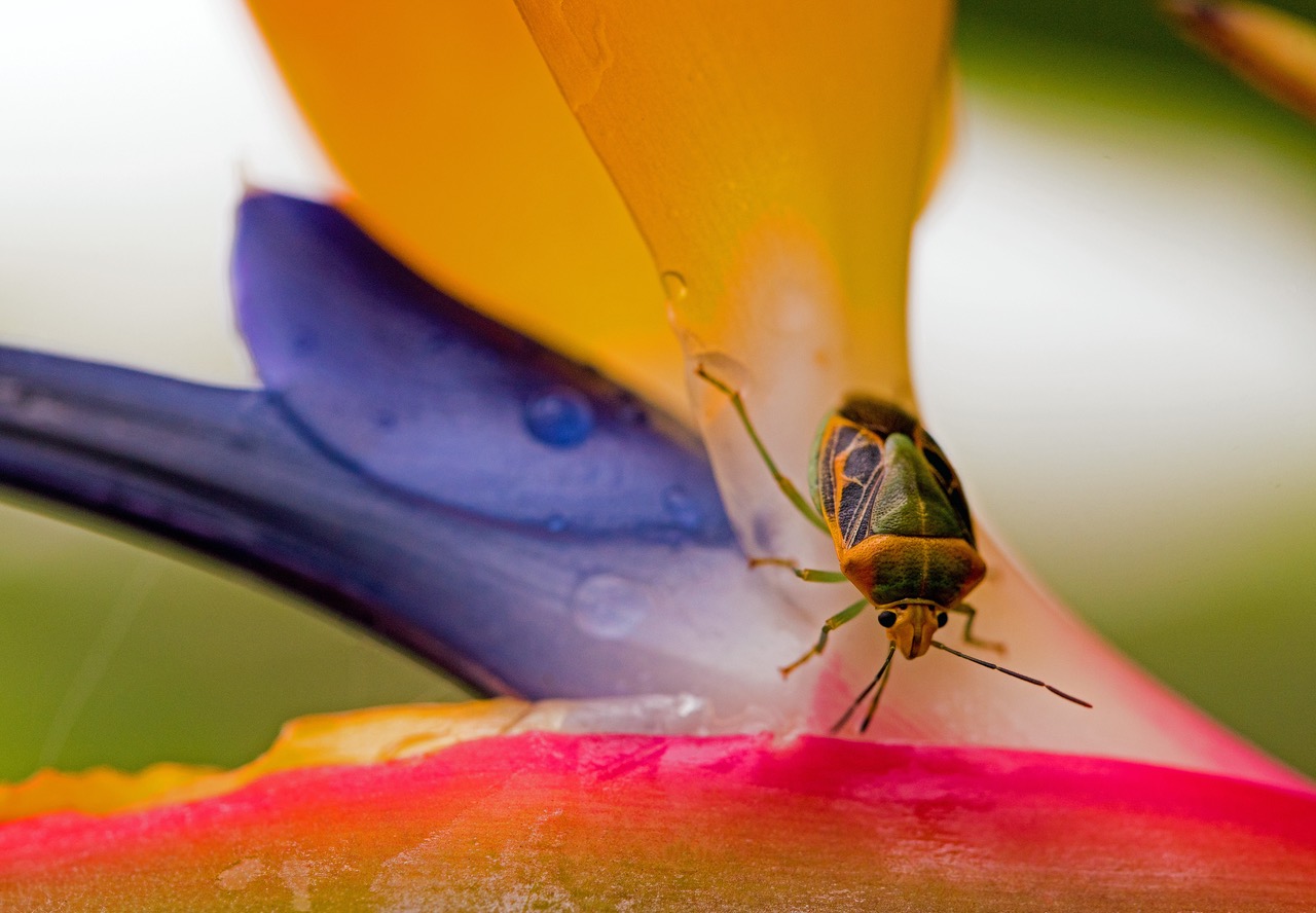 Flowers that Fly