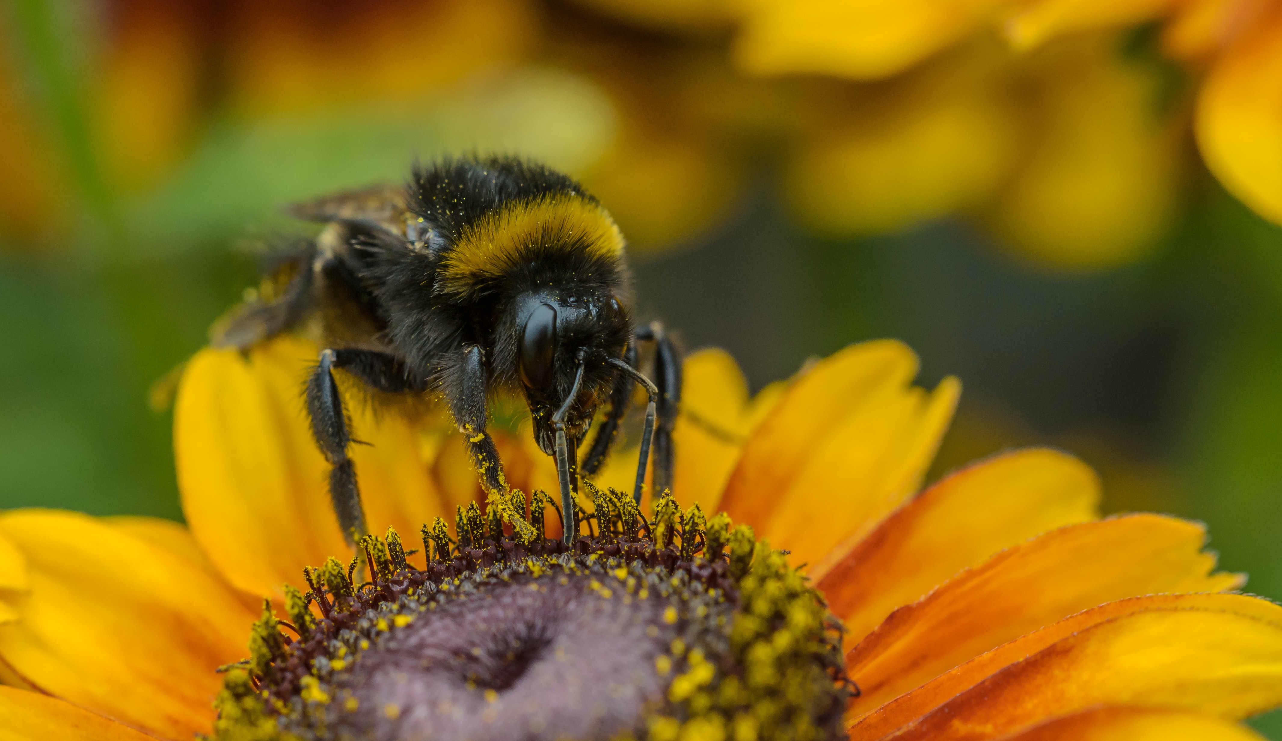 Something Special About Bumblebees