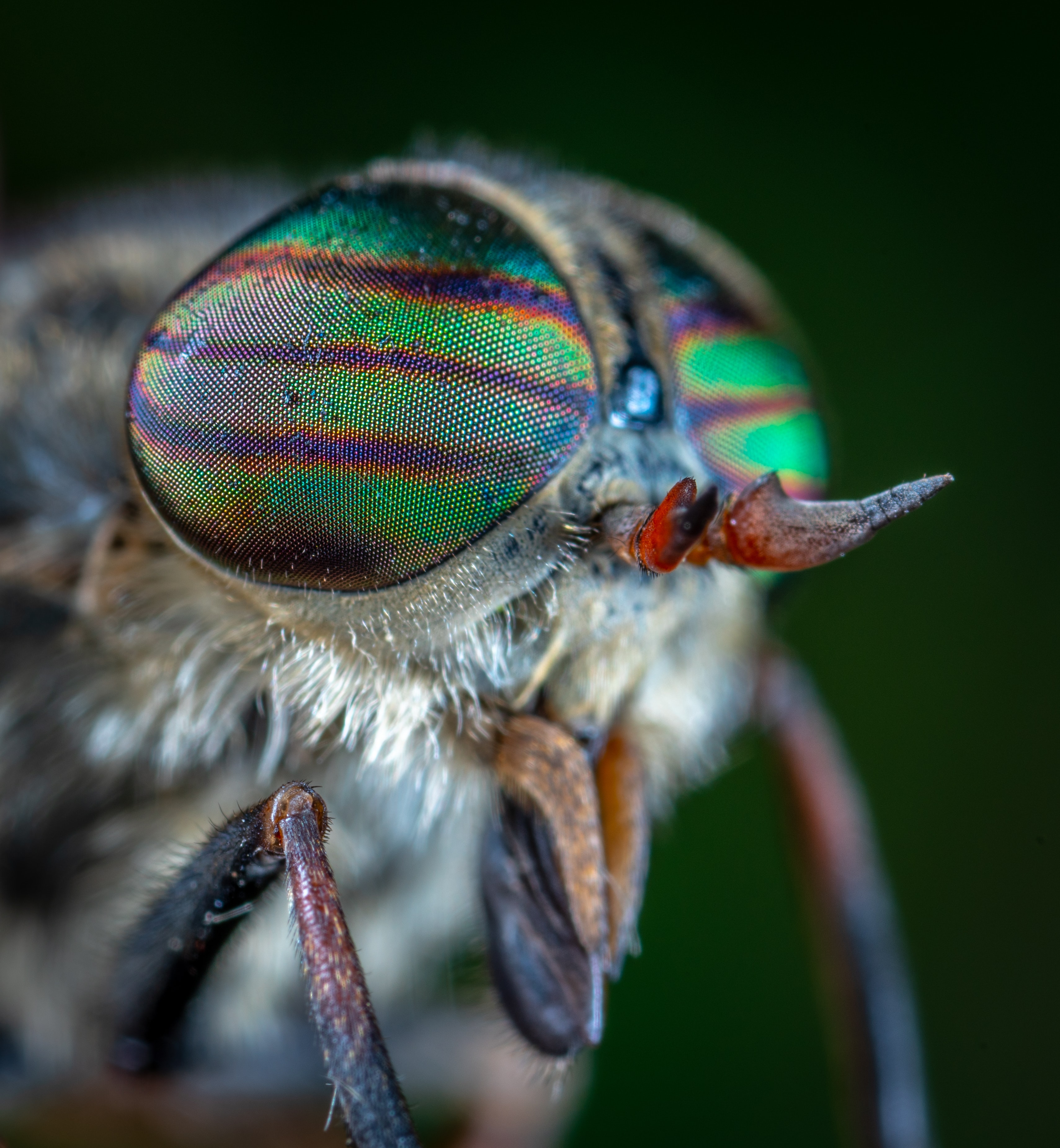 High Tech Expertise from Fruit Flies