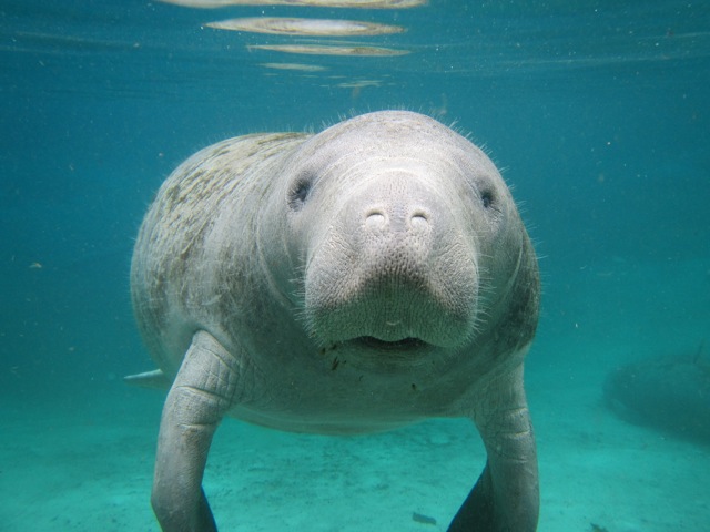 Manatees: A Unique Animal that Confounds Evolutionists