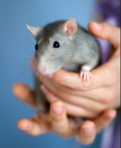 Rats as Pets? Not in Alberta!