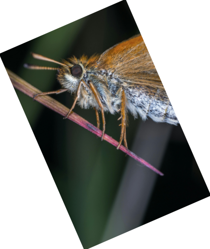 Startling Case of an Aussie Moth