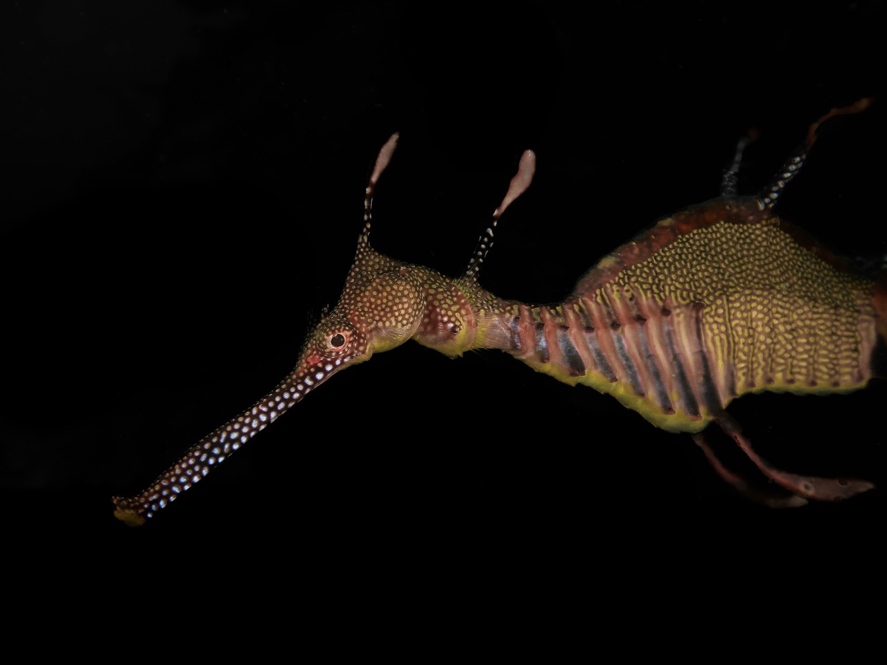 The Sea Dragon: What is it?