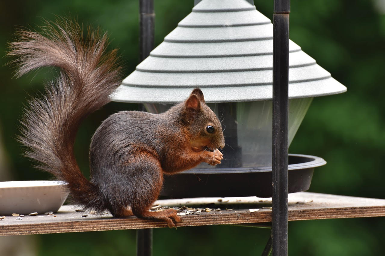 Squirrel Wonders and the Failure of Evolution to Explain Them