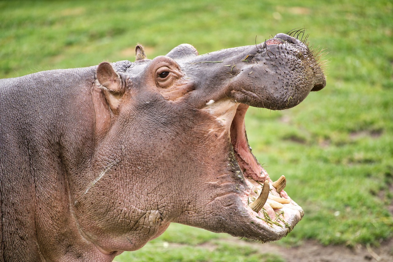 Hippos: Giants That Appeared Out of Nowhere